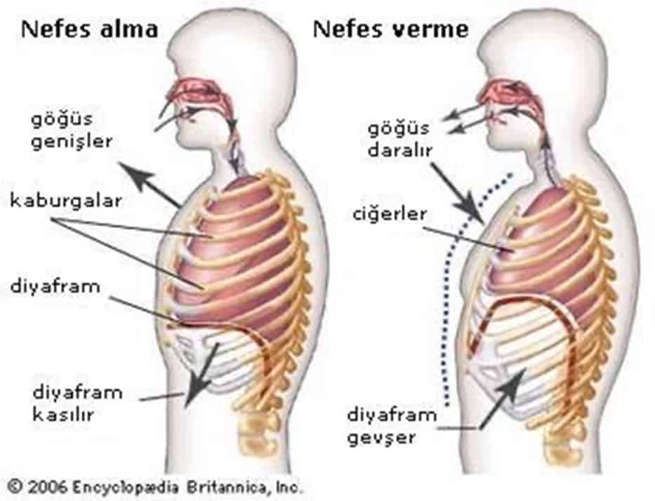 Doğru Nefes Alıyor Muyuz? Nefes ile İlgili Bilinen 4 Yanlış!